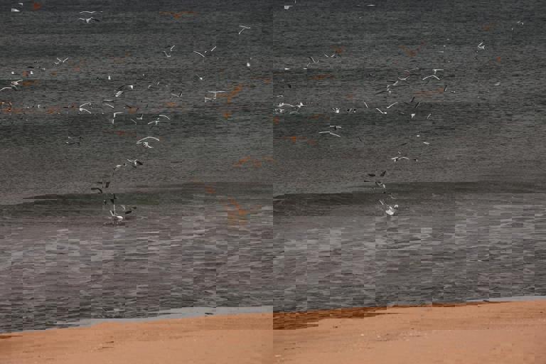 Council Introduces Dog-Free Zones to Protect Endangered Shorebirds